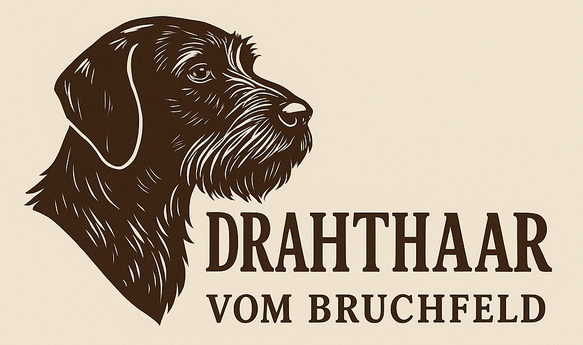 Drahthaar vom Bruchfeld